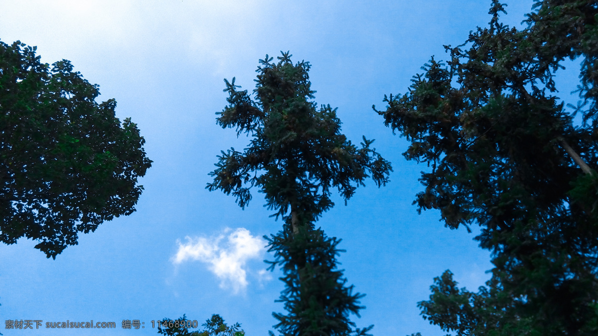 仰视 树与蓝天 树上 树梢 蓝天 天空 蓝天白云 旅游摄影 国内旅游