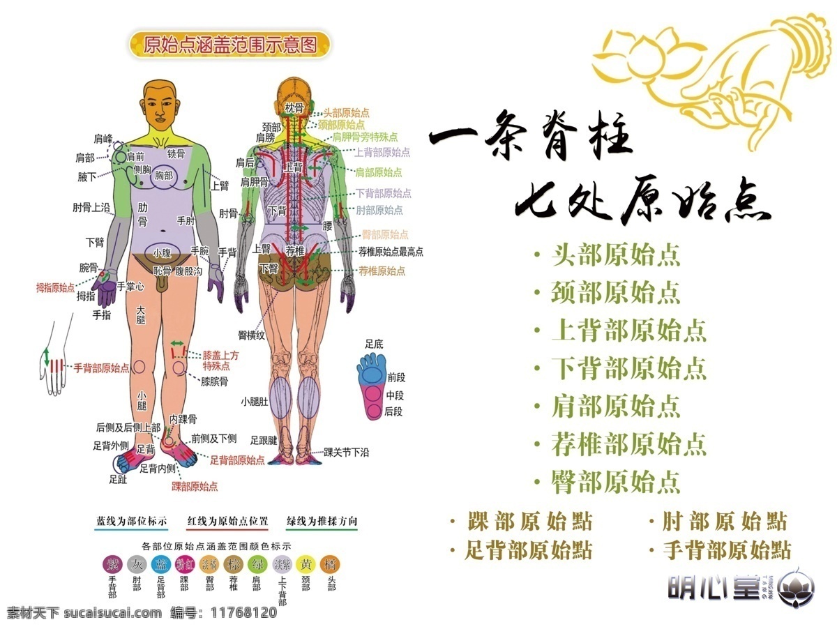 一根脊柱 七个原始点 人体穴位图 中医 养生 穴位 经络图 原始点 分层