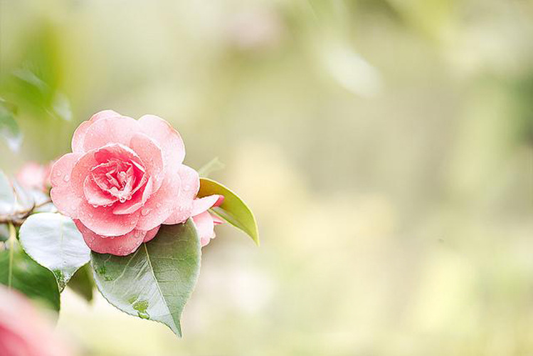 位图免费下载 服装图案 花朵 山茶花 位图 植物 写实花卉 面料图库 服装设计 图案花型