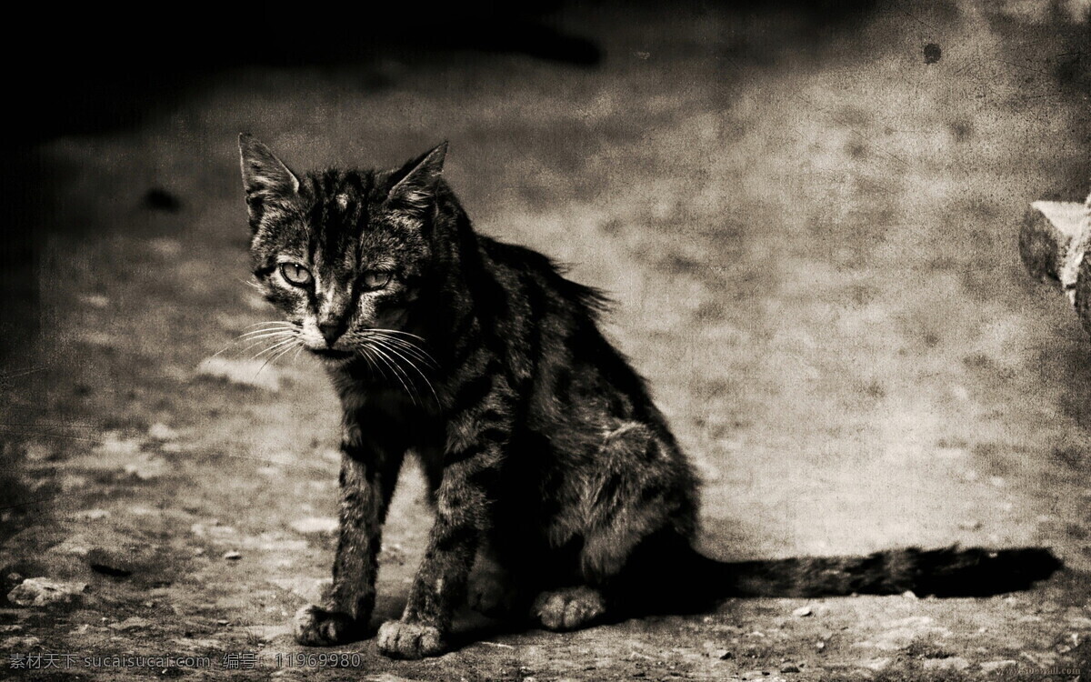 夜猫 野猫 黑色 颜色 恐怖 眼神 杀气 宠物 家禽家畜 生物世界