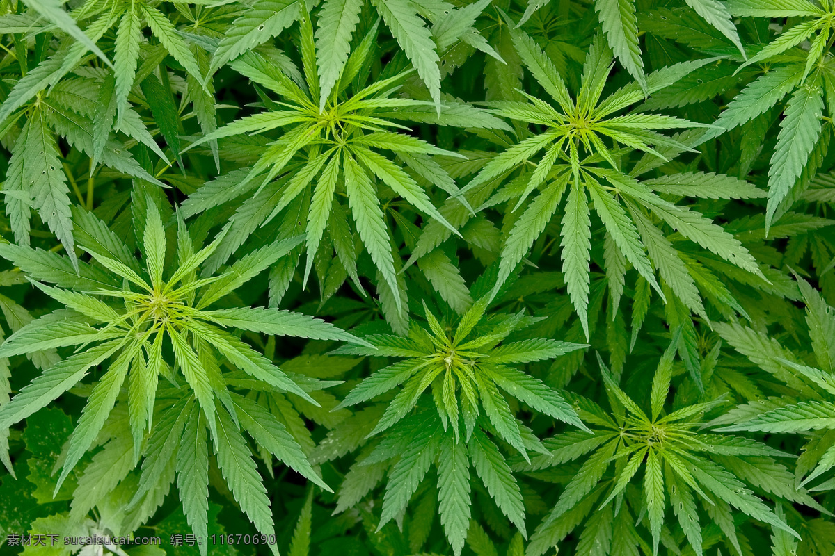 野生大麻 野生烟草 大麻 植被 公益 植物 毒品 禁毒 生物世界 花草