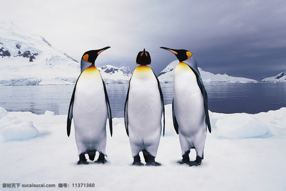 企鹅 可爱 憨厚 北极 寒冷 南极 雪地 冰雪 冰山 蓝天 白云 北极动物摄影 企鹅特写图片 野生动物 生物世界