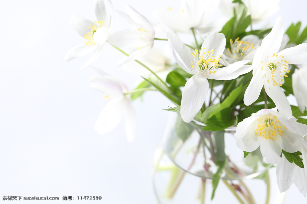 白色 小 花朵 白色小花朵 美丽鲜花 小花 白色花朵 漂亮花朵 花卉 鲜花摄影 花草树木 生物世界