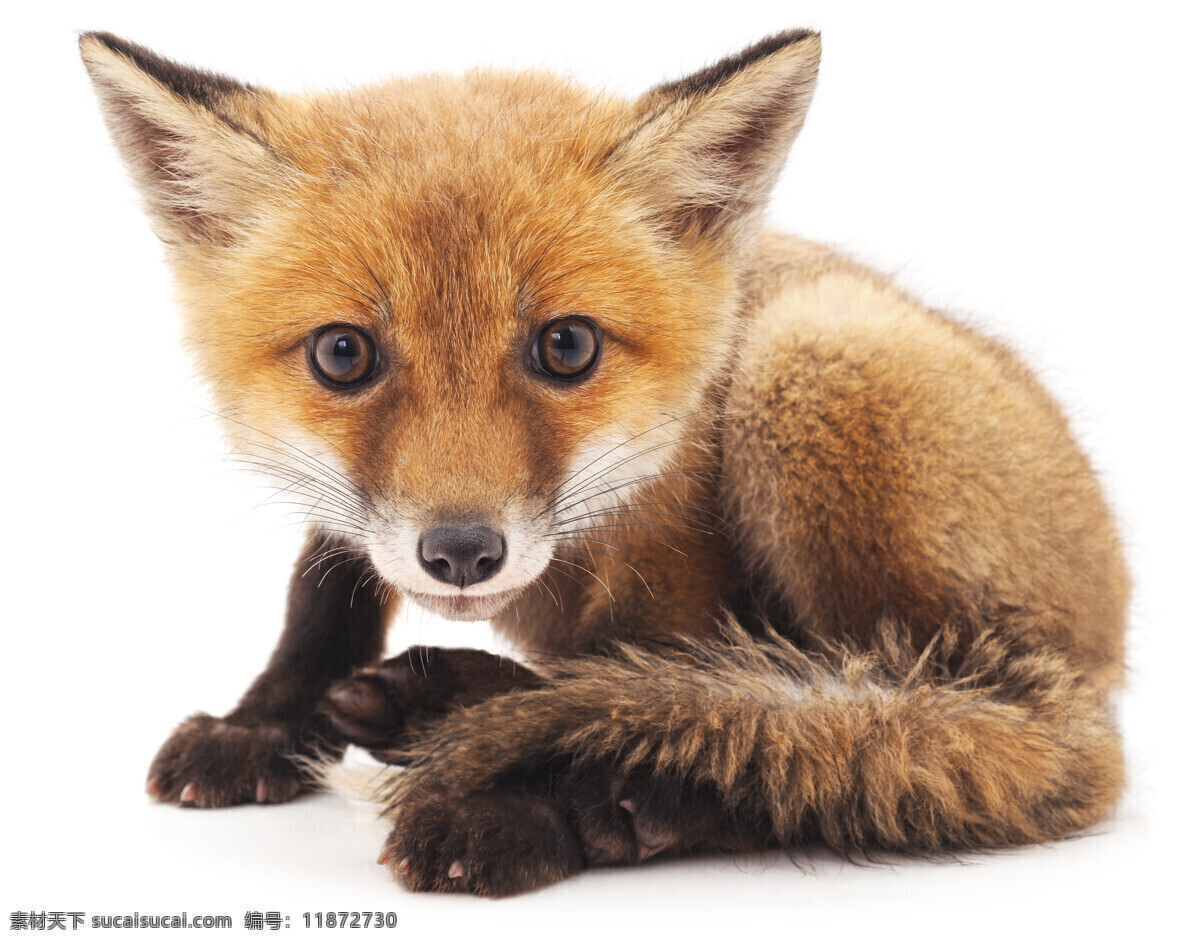 唯美 可爱 动物 野生 狐狸 红狐 生物世界 野生动物