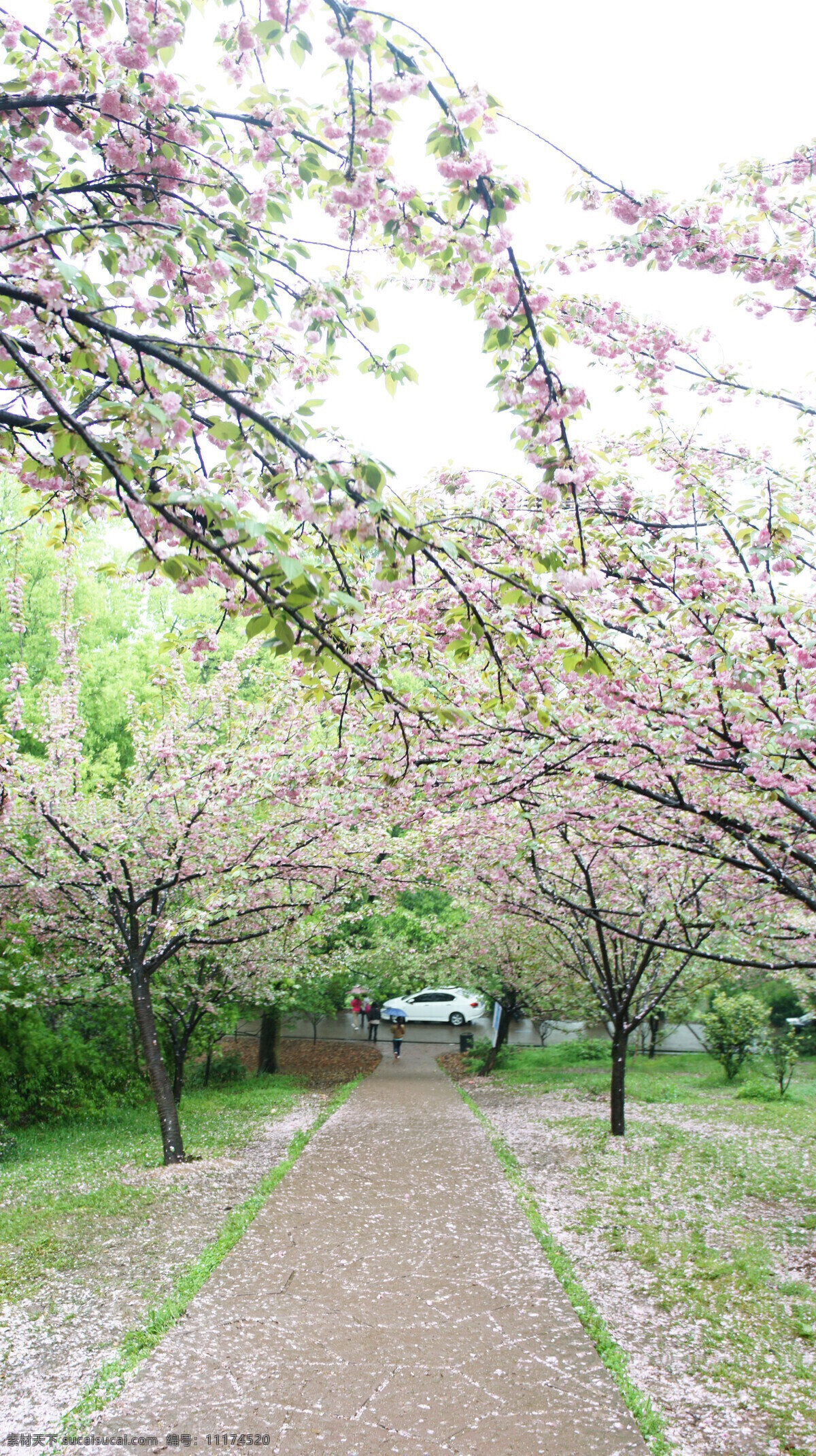 樱花摄影 樱花 照片 樱花园 日本 树林 树木 花草 生物世界