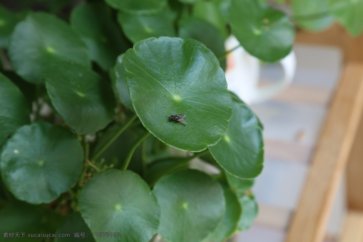 铜钱 草 上 苍蝇 植物 动物 绿色 生物世界 花草