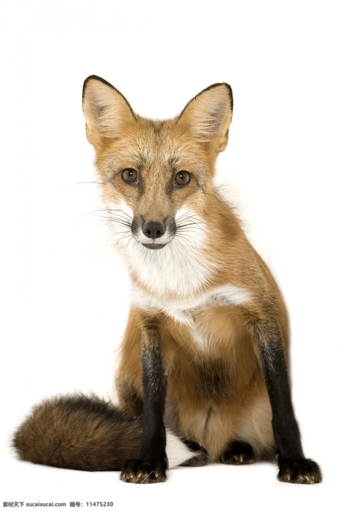 红狐狸 狐狸 野生动物 保护动物 尾巴 狐狸毛