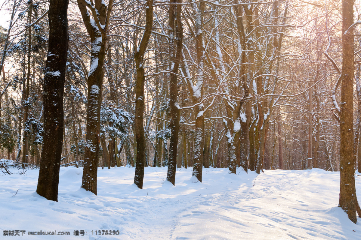 美丽 树林 雪景 冬天风景 树林雪景 树木风景 美丽公园风景 公园冬季风景 美丽雪景 雪地风景 风景摄影 自然风景 自然景观 黑色