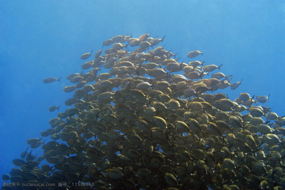 鱼群 海底世界 海洋 海洋生物 海洋鱼类 生物世界 鱼 鱼类 珊蝴