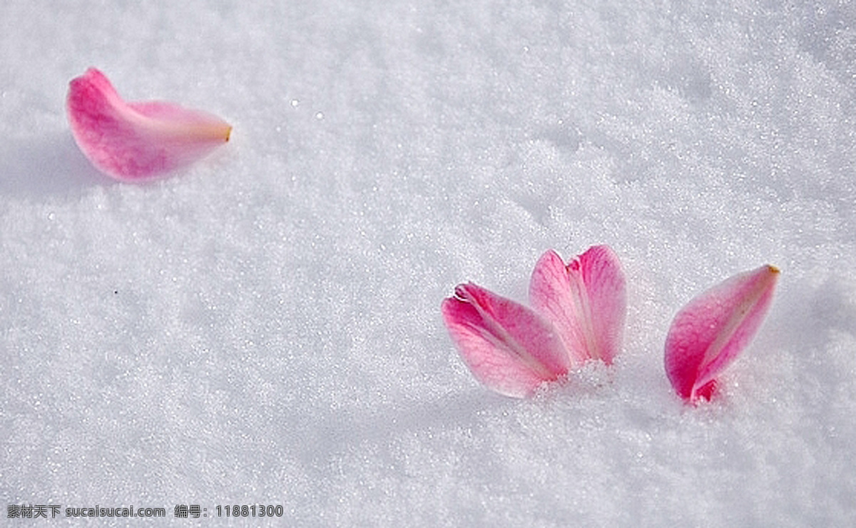 冰雪 花 红花 冰雪之花 雪中之艳丽 风景 生活 旅游餐饮