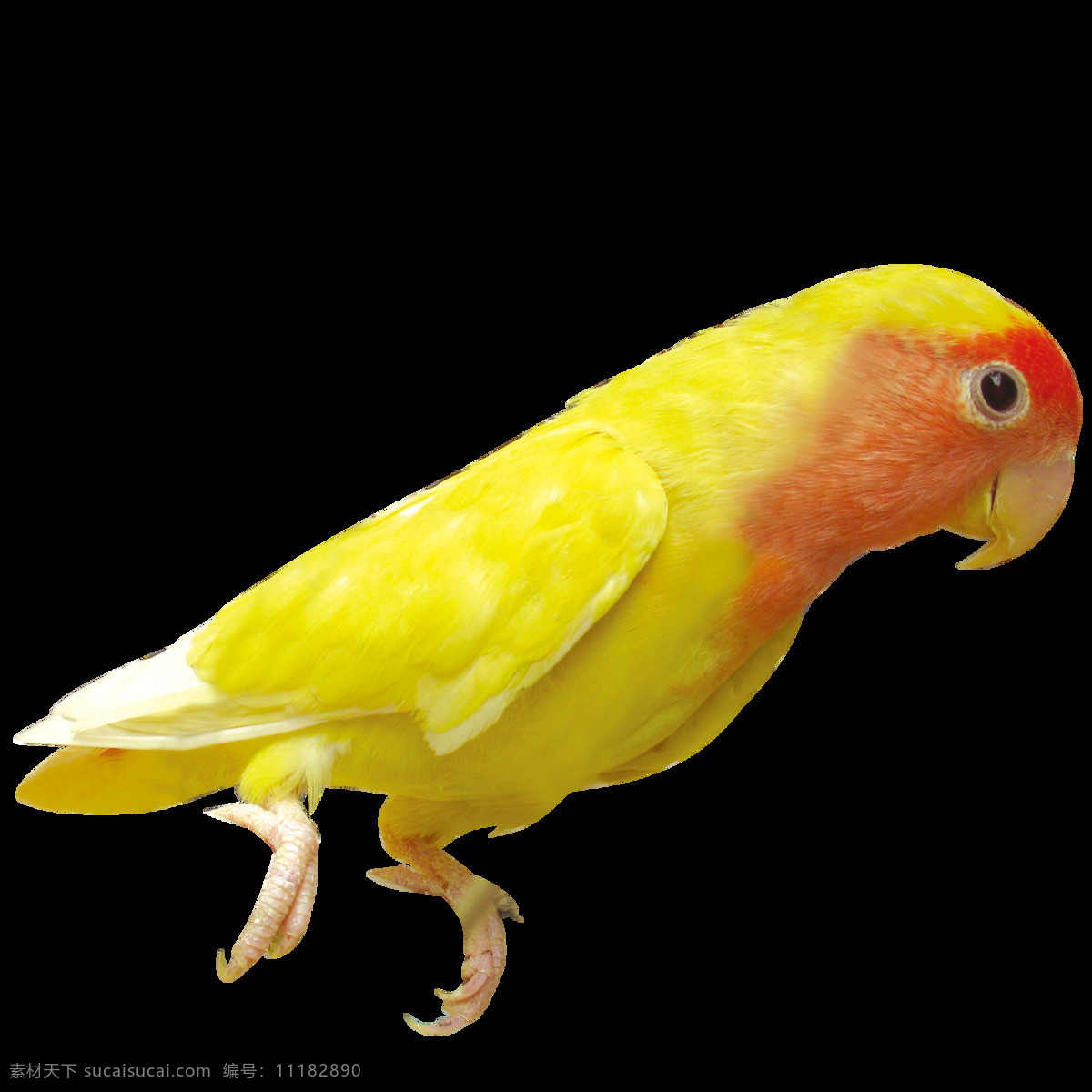 唯美 印象 鸟儿 绘画 黄色鸟儿 鲜明 生动 活泼 形象