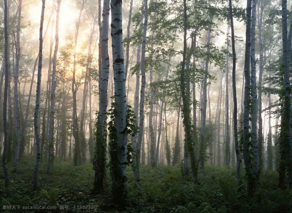 自然美景 自然景观 自然 景观 风景 景象 蓝天绿草 翠绿的山 美景 山谷 松树 林子 树林 自然风景 拍摄 小溪 河水 江湖 蓝天 白云 岩石 木板 青山 碧水 青山碧水 美景美物 景观景物 海上落日 西北落日风景 海边落日 海岸落日 夕阳晚霞 海上落日余晖 山水风景