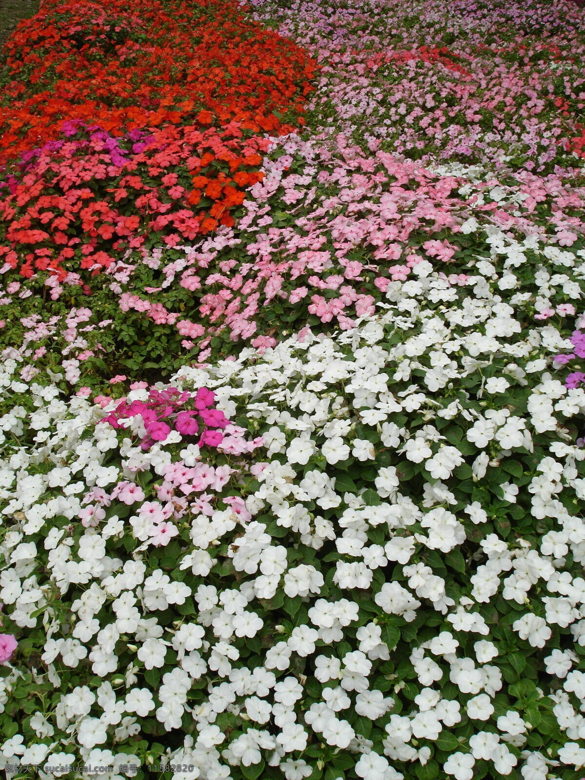 花团锦簇 花丛 百花 花园 长春花 花草 生物世界