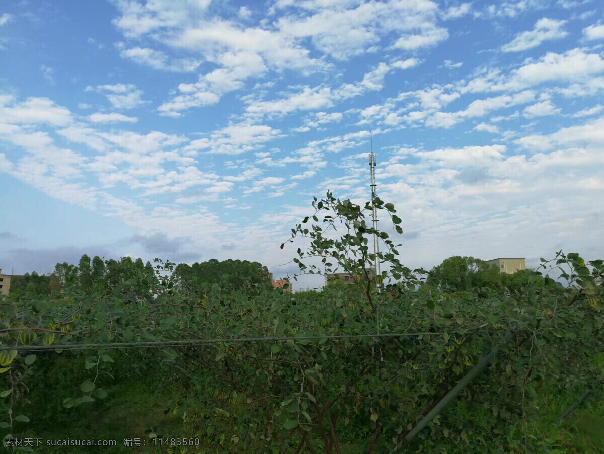 晴天下的果园 晴天 天空 白云 云朵 树木 果场 果园 美景 绿色 旅游摄影 国内旅游