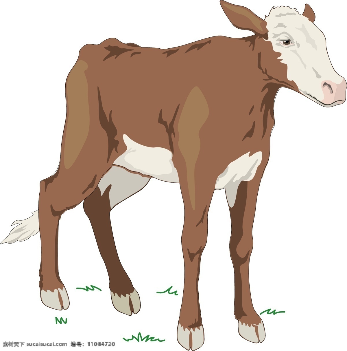 牛5 媒介动物 牛 白色