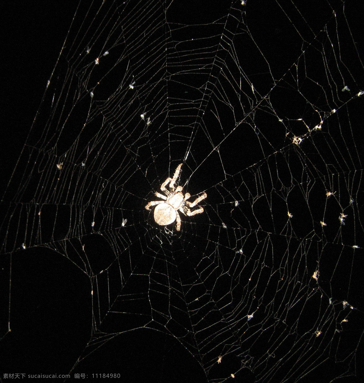蜘蛛 蜘蛛网 黑色背景蜘蛛 生物世界 昆虫