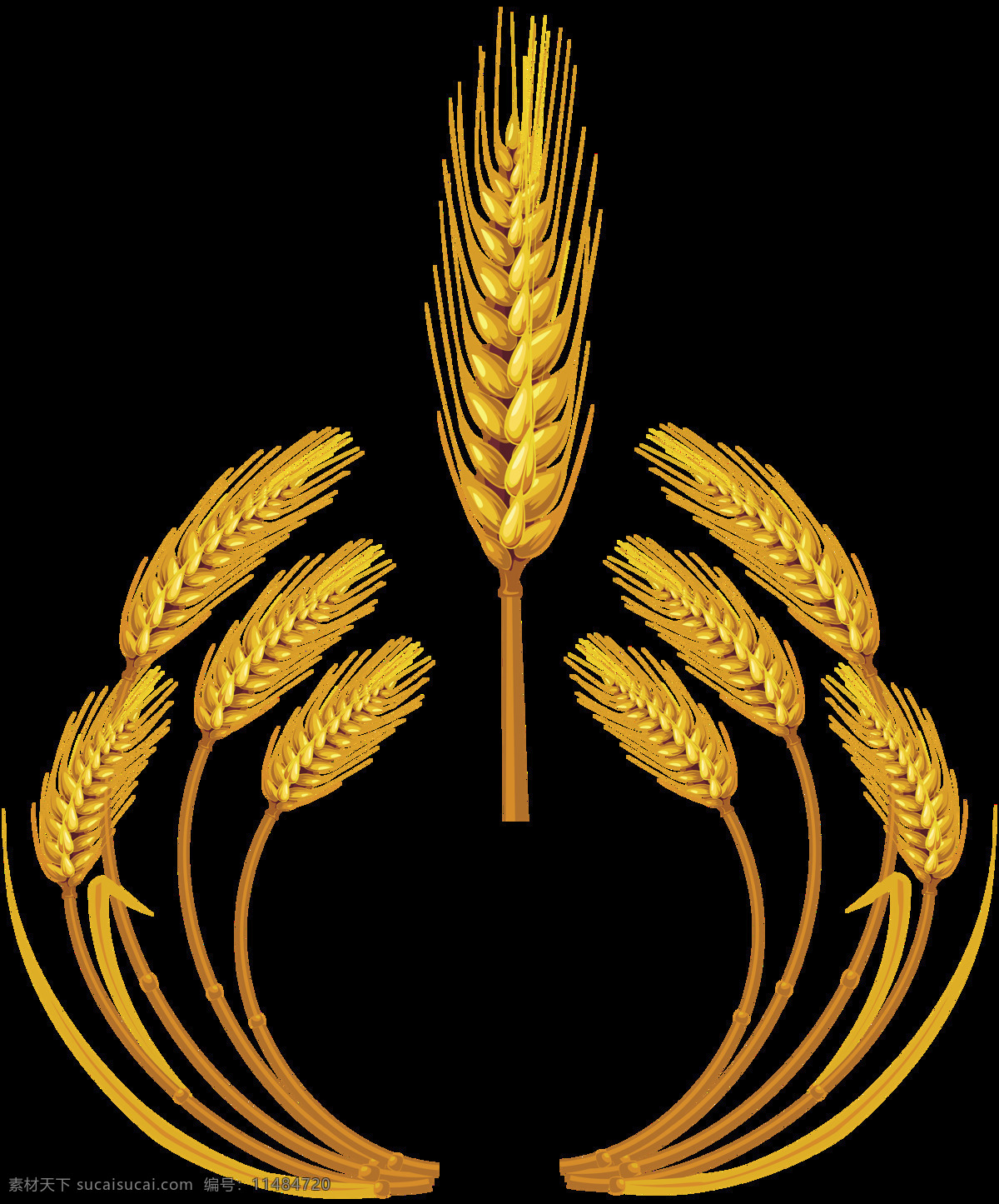 麦子 小麦 麦粒 麦麸 麦穗 麦地 png图 透明图 免扣图 透明背景 透明底 抠图 生物世界