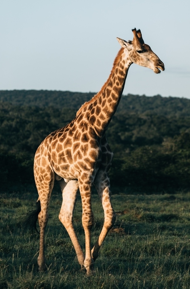长颈鹿图片 长颈鹿 长颈鹿群 夕阳 漫步 迁徙 野外 嬉戏 跋涉 动物 生物世界 野生动物