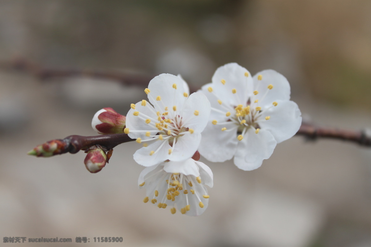 白色梅花 花 梅花 一枝花 白色 盛开的梅花 摄影图片 生物世界 花草