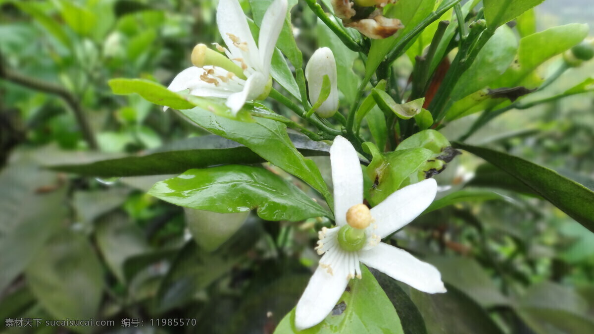 橘子花 栀子花 小花 花草 生物世界