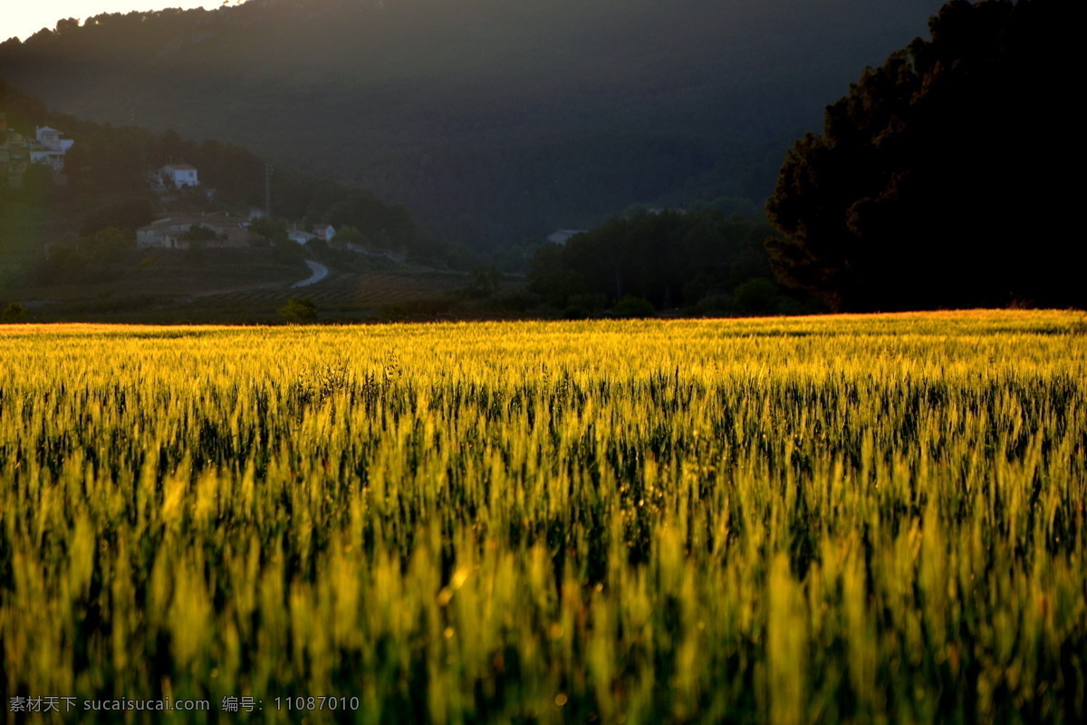 小麦 麦地 麦田 农作物 农田 农场 收成 小麦成熟 摄影图片 现代科技 农业生产