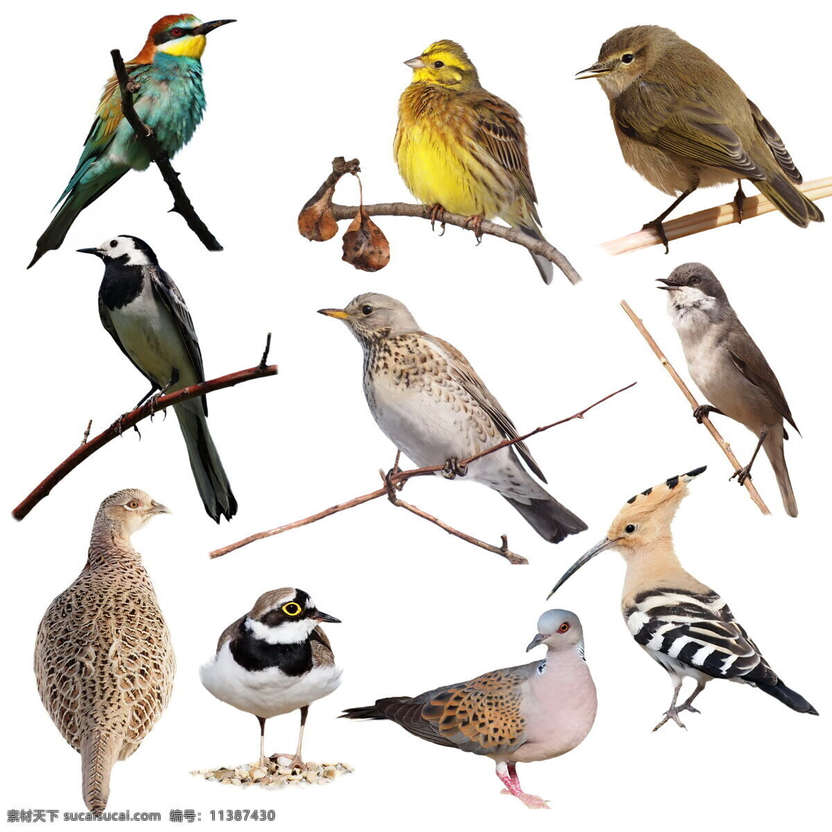 小鸟 飞禽 鸟类动物 动物摄影 动物世界 空中飞鸟 生物世界