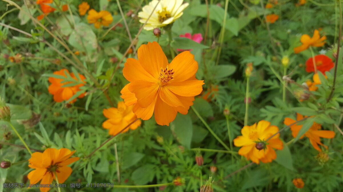 百 亩 花田 悄然 盛开 赏花 金黄硫华菊 花海 黄色的金鸡菊 百日菊 生活百科 生活素材