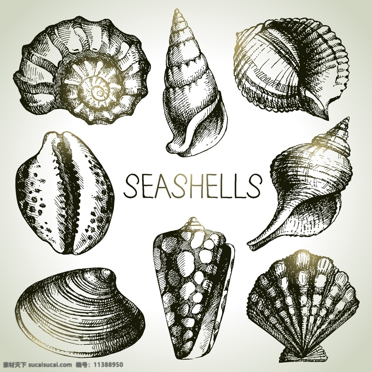 手绘贝壳 海螺 装饰品 贝壳 素描 线描 海星 海洋生物 美术绘画 矢量 生物世界