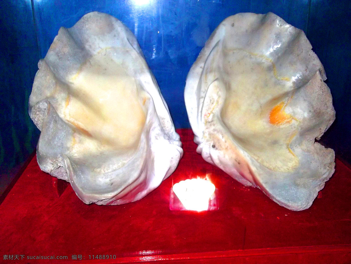 海贝 海底世界 海洋生物 生物世界 水族馆 宁波海洋世界 鱼类 珍珠 大贝壳
