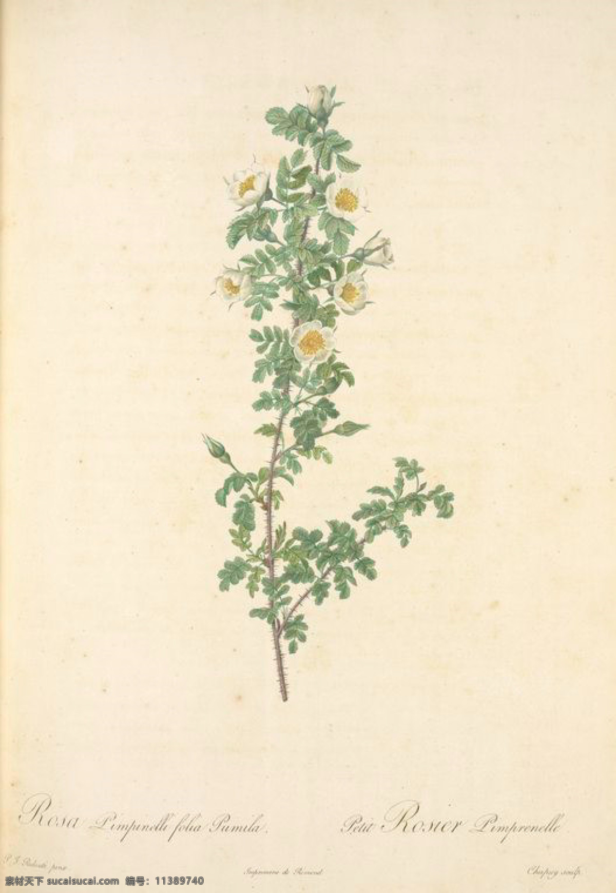 手绘 复古 油画 小 白色 花卉 花 玫瑰 艺术名画 植物图 文化艺术