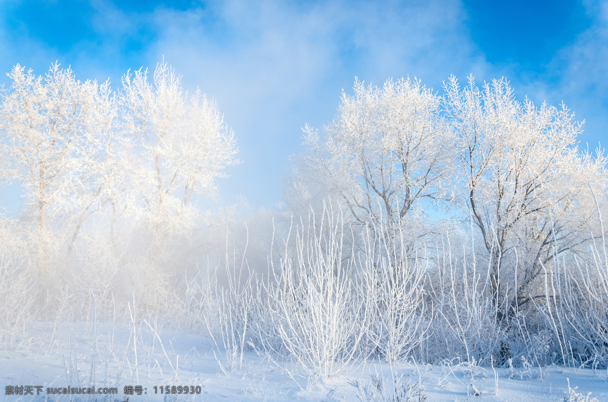 蓝天 下 树林 风景 冬天风景 雪景 雪松 山水风景 风景图片