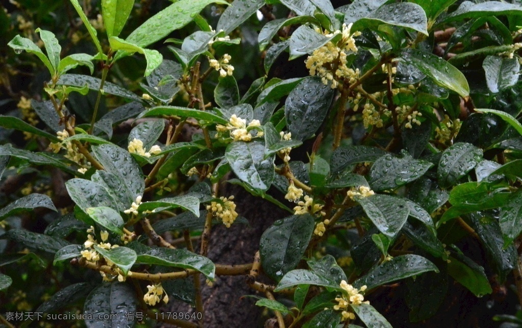 桂花图片 桂花 桂树 植物 传统名花 枝叶 园林风景 桂花树 金秋桂花香 园林景观 绿化景观 桂花金桂 生物世界 花草