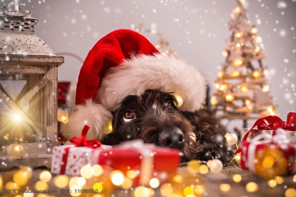 狗狗 动物 圣诞 金色 黄金 生活百科 生活素材