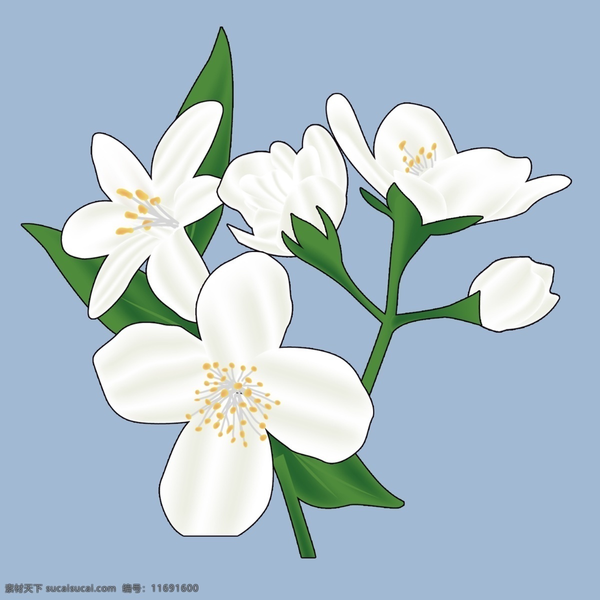 单 支 白色 茉莉花 花卉素材 花店素材 白色茉莉花 情人节素材 tiff分层