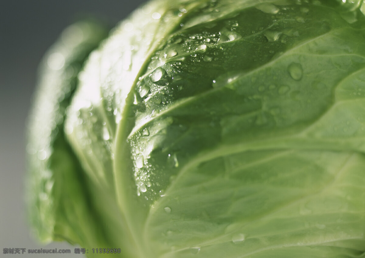 新鲜 包 菜 新鲜蔬菜 包菜 农作物 绿色食品 摄影图 高清图片 蔬菜图片 餐饮美食