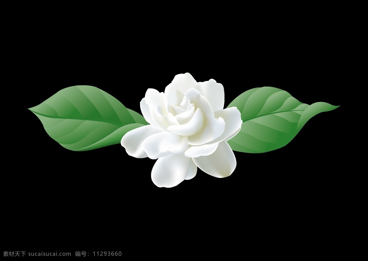向量 茉莉 独创性 白色 花 植物 现实主义 矢量图 日常生活