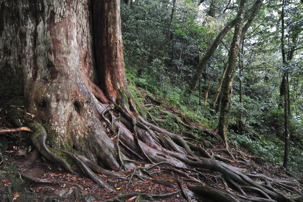 大树 鹿林神木 玉山国家公园 新中横 新中横公路 神木 檜木 南投縣 信義鄉 老树 树干 老树旁根 绿色 森林 树根 树木树叶 生物世界