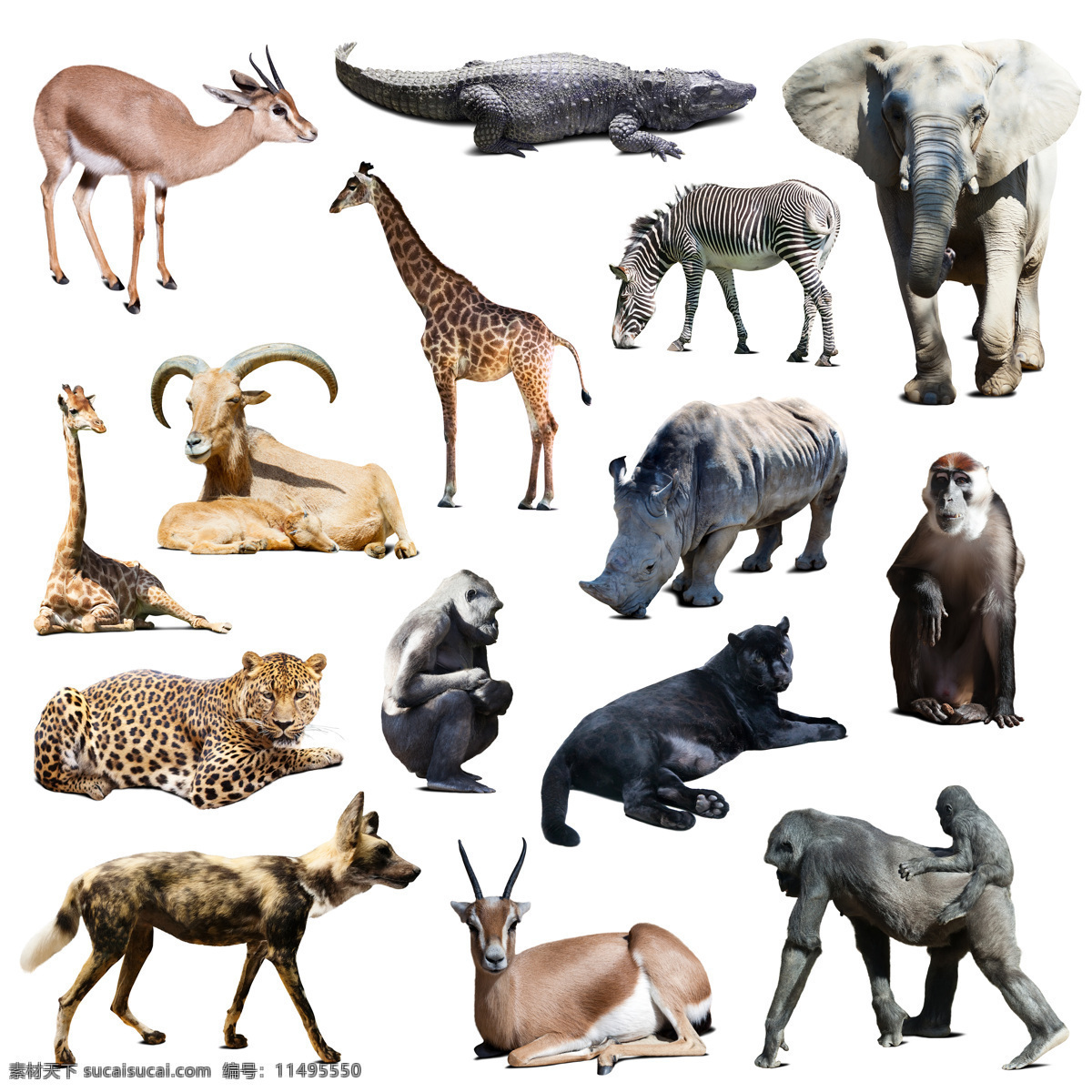 野生动物摄影 鹿 鳄鱼 大象 犀牛 猩猩 美洲虎 斑马 动物世界 陆地动物 生物世界 白色