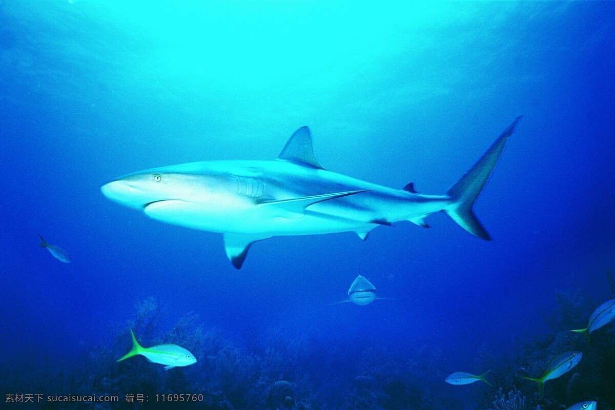 鲨鱼 海底 清澈的海水 鱼群 壮观 海洋生物 生物世界