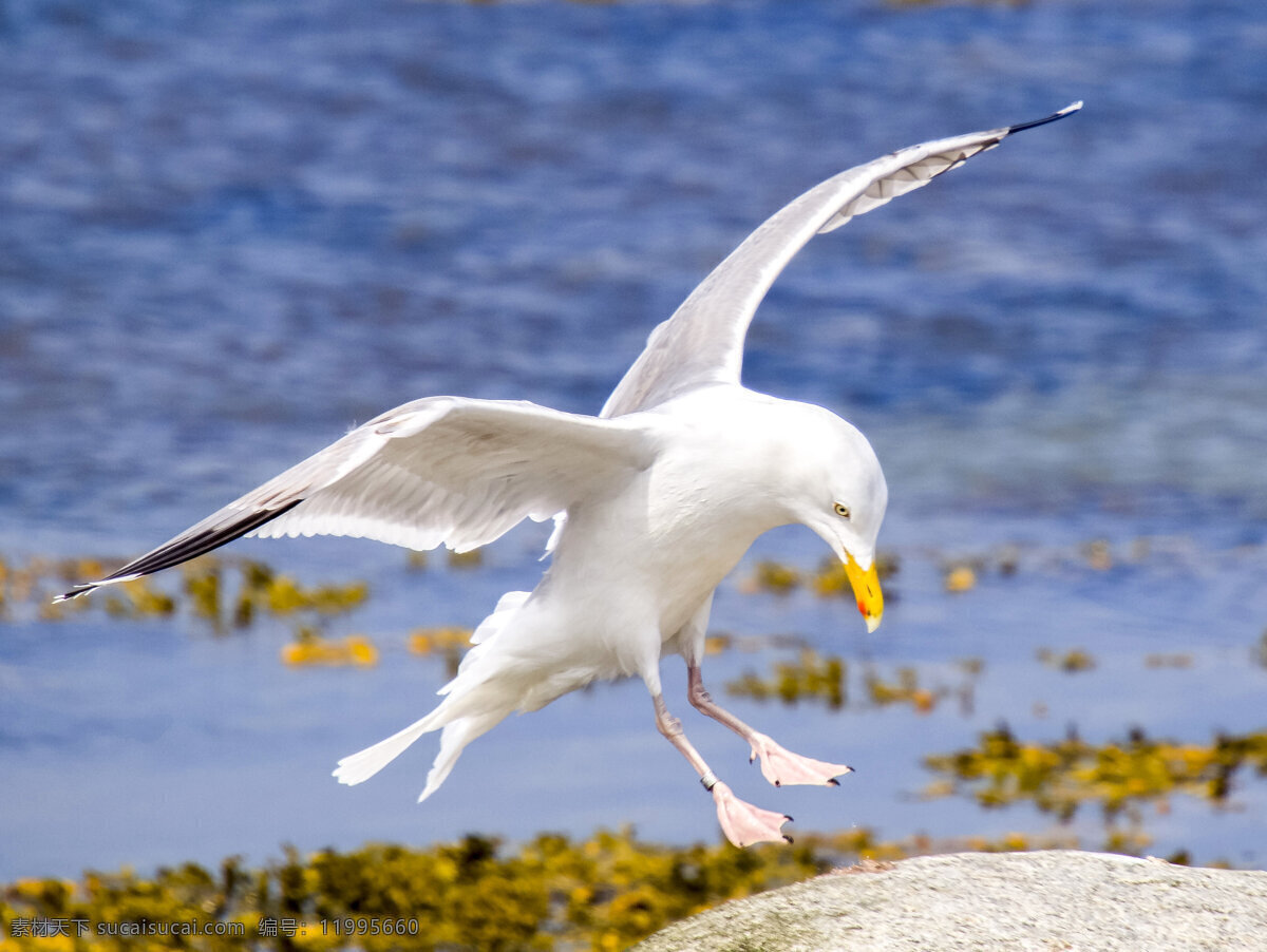 海鸥 鸟 鸟类 自然 天空 蓝天 飞翔 海洋 自由 海 水 白云 码头 港口 木桩 休憩 休息 生物世界