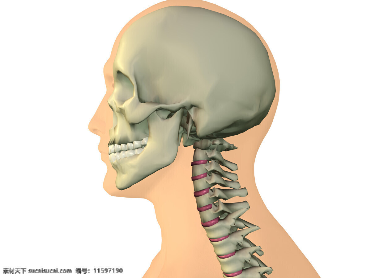 颈椎骨 颅骨 头盖骨 颈椎 3d器官 人体研究 医学器官 人体解剖 医学器官图鉴 医疗护理 现代科技