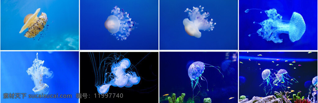 美丽的水母 海报 生物 美丽 水母 蓝色