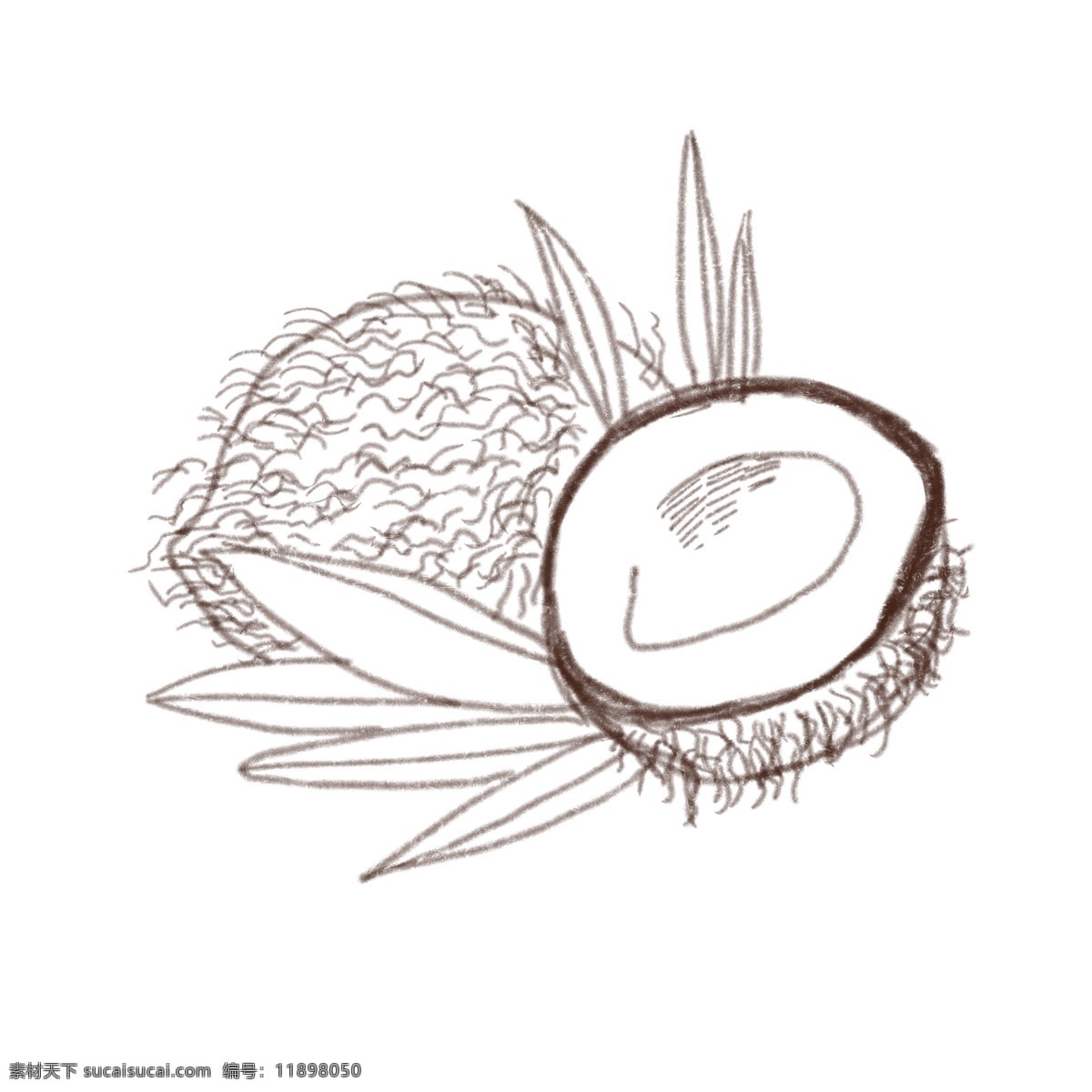 线描 椰子 手绘 插画 线描椰子插画 白色 线描叶子插画 可爱 立体线描椰子 创意线描椰子