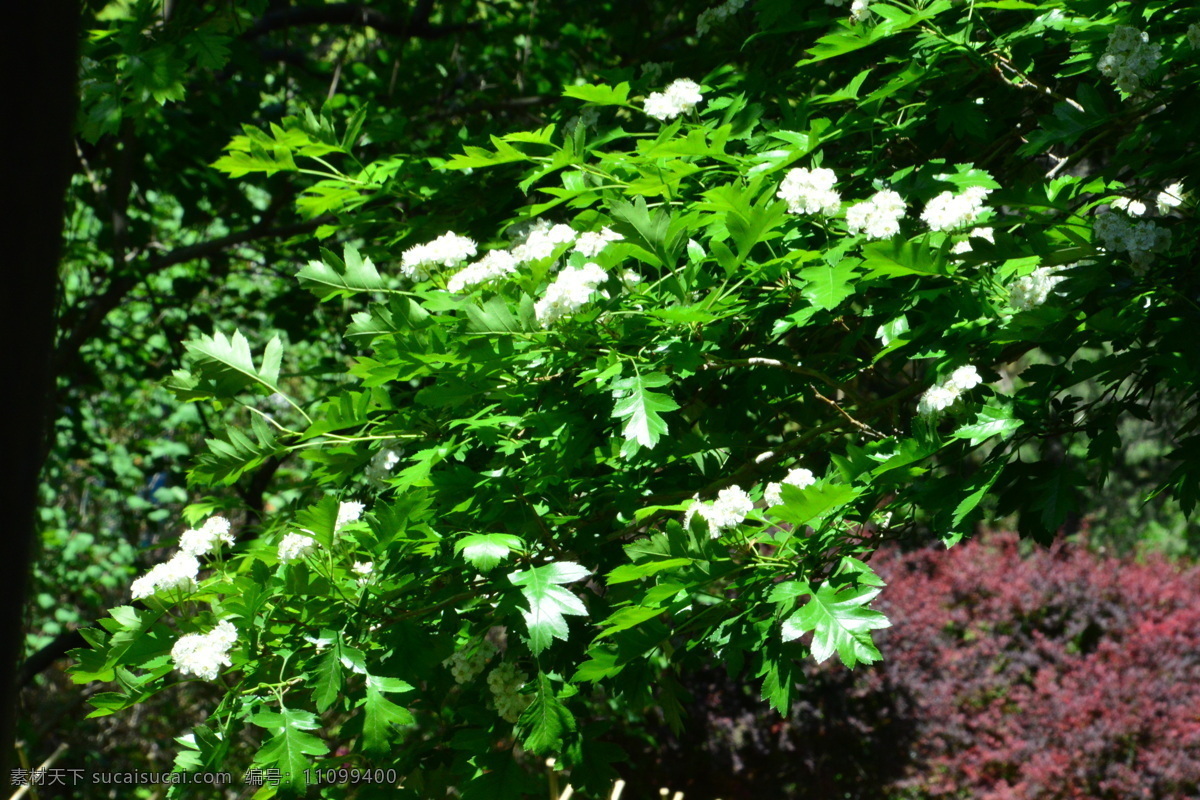 山楂花 景山公园美景 景山公园风景 白色花儿 花儿 花蕊 花朵 山楂树 山里红 枝叶 植物 绿色景观 海棠 山楂 红叶 李 生物世界 花草