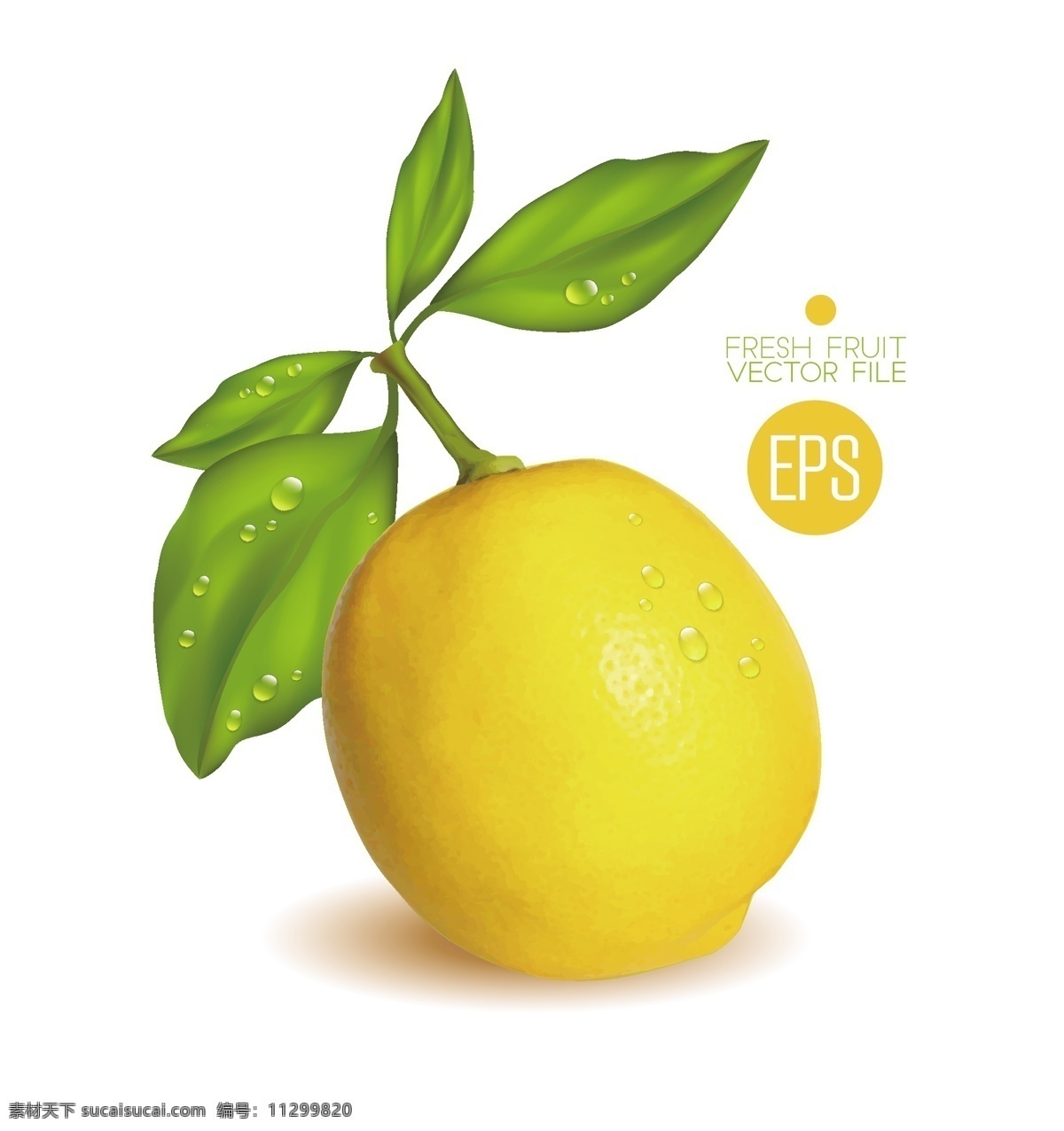 柠檬 矢量柠檬 矢量水果 写实矢量柠檬 黄柠檬 酸爽 水果 清爽 生物世界 白色