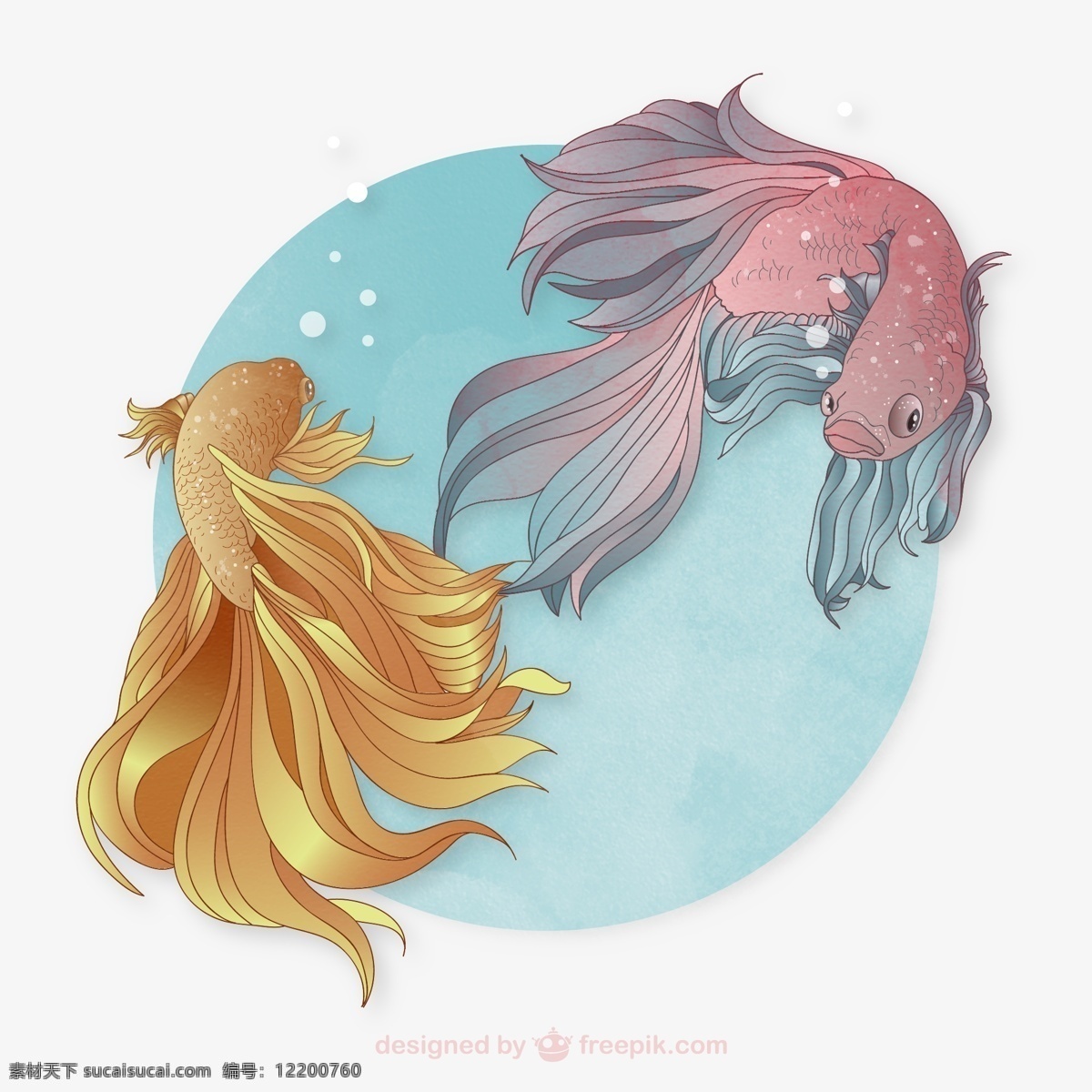 彩绘金鱼 彩绘 金鱼 鱼 观赏鱼 鱼类 动物 插画 背景 海报 画册 矢量动物 生物世界 白色