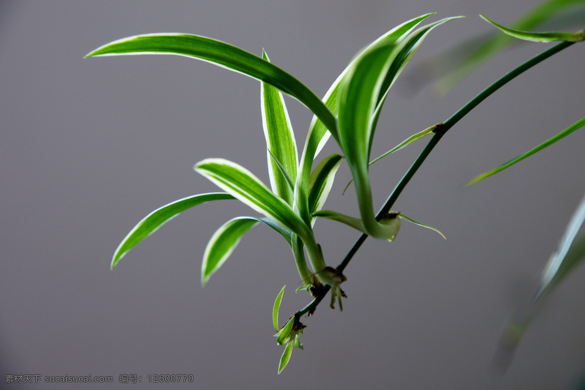 吊兰 清晰 绿叶 白边 逆光 嫩芽 剔透 花草 生物世界