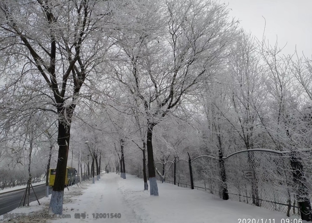 东北雪后树挂 东北 雪后 树挂 雪 霜 自然景观 自然风景