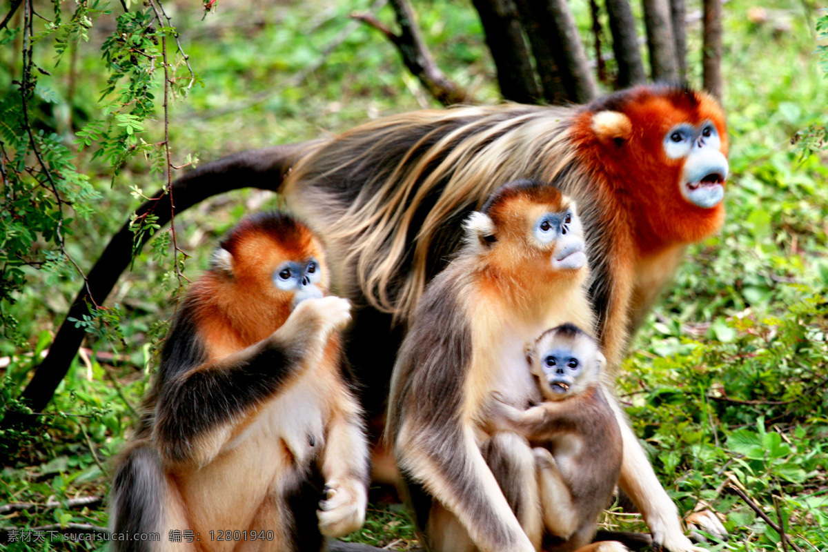 大龙潭金丝猴 大龙潭 金丝猴 猴子 自燃 动物 野生动物 生物世界