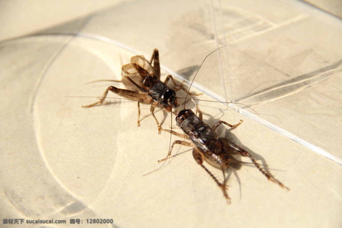 蟋蟀 蛐蛐 斗蛐蛐 昆虫 生物 生物世界